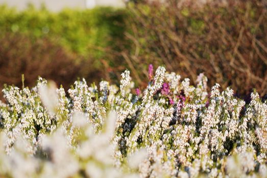 spring rock-garden of white flowers and bush, horizontally framed picture