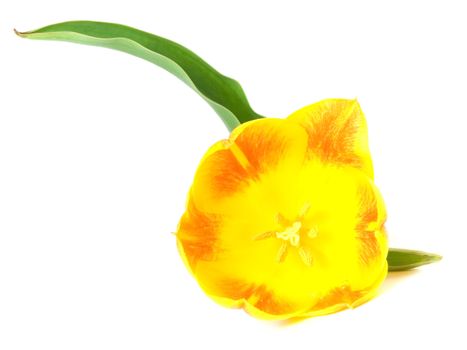 yellow or red tulip on white background