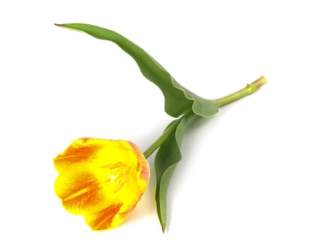 yellow or red tulip on white background