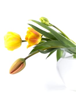 yellow or red tulip on white background