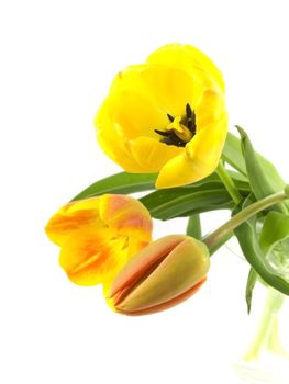 yellow or red tulip on white background