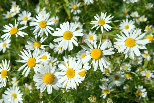 camomile on natural background - shallow dof