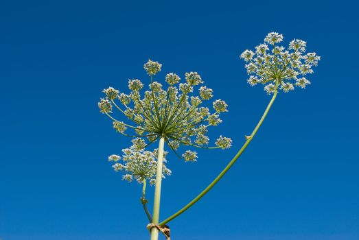 Years landscape with the blue sky and a plant.Apiaceae (Umbelliferae). 