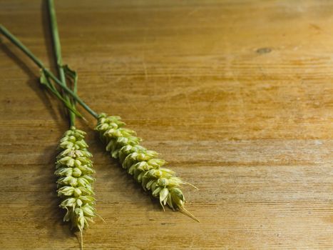 close-up of fresh green ears on the table