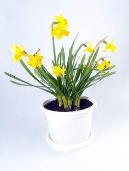 yellow jonquils isolated on blue background