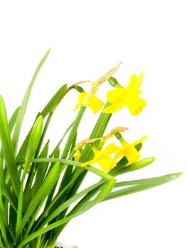 yellow jonquils isolated on blue background