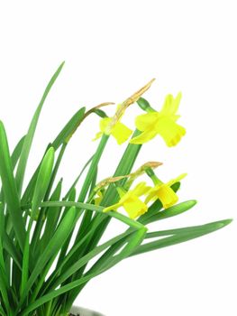 yellow jonquils isolated on blue background