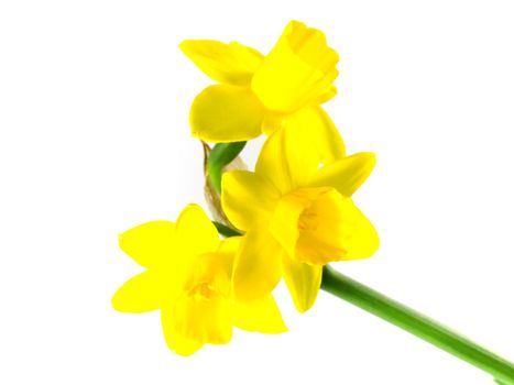 yellow jonquils isolated on blue background