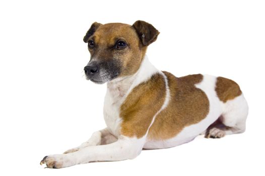 jack russel isolated on a white background