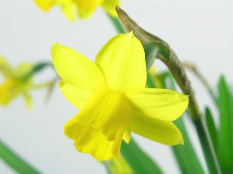 yellow jonquils isolated on blue background