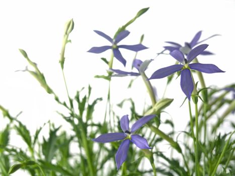 blue star (Laurentia axillaries) isolated on white background