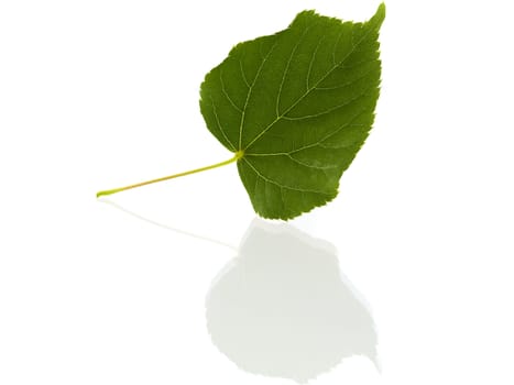 Branch and fruits of lime blossom isolated in a white background