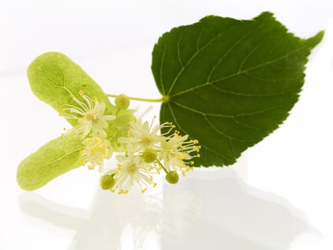 Branch and fruits of lime blossom isolated in a white background