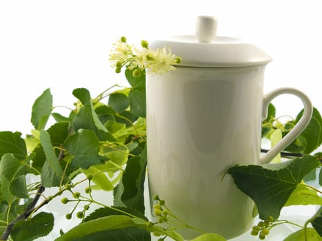 Branch and fruits of lime blossom isolated in a white background