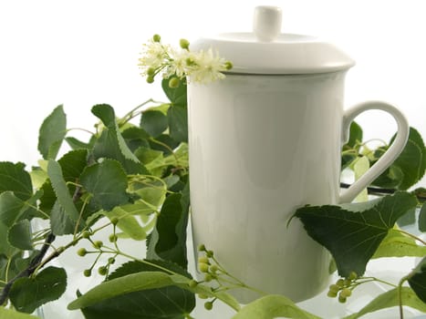 Branch and fruits of lime blossom isolated in a white background