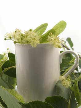 Branch and fruits of lime blossom isolated in a white background