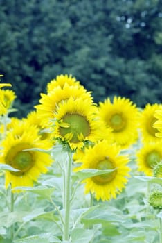 Field of sunflowers (focus on front flower)
