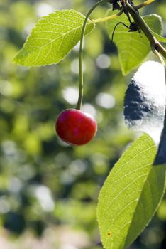 big sweet and juicily cherrie on a Tree.