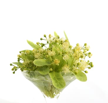 Branch and fruits of lime blossom isolated in a white background