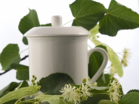 Branch and fruits of lime blossom isolated in a white background