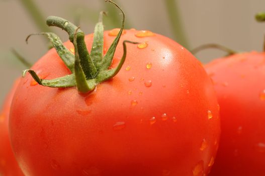 Freshly picked vine ripened tomatoes with dew droplets.