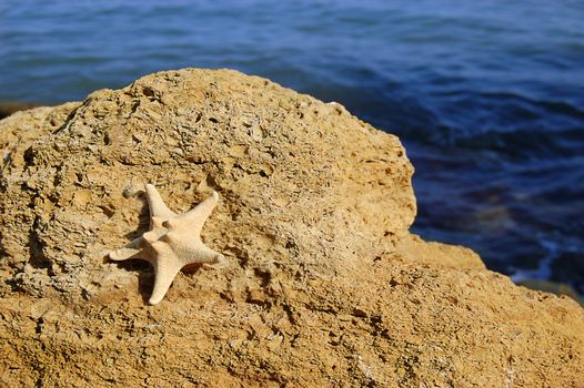 starfish on rock stones, seashore as background