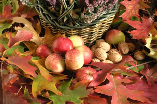 Autumn Cornucopia - colorful leaves 