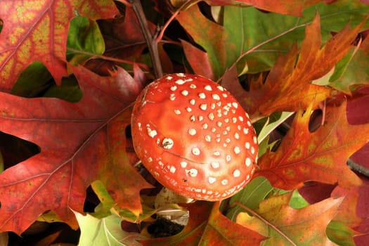 Autumn Cornucopia - amanita on background of colorful leaves 