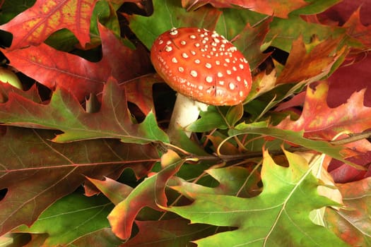 Autumn Cornucopia - amanita on background of colorful leaves 