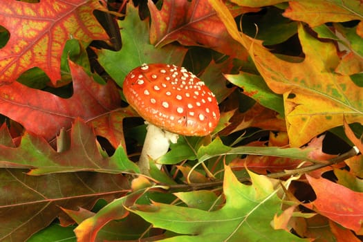 Autumn Cornucopia - amanita on background of colorful leaves 