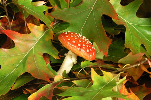 Autumn Cornucopia - amanita on background of colorful leaves 