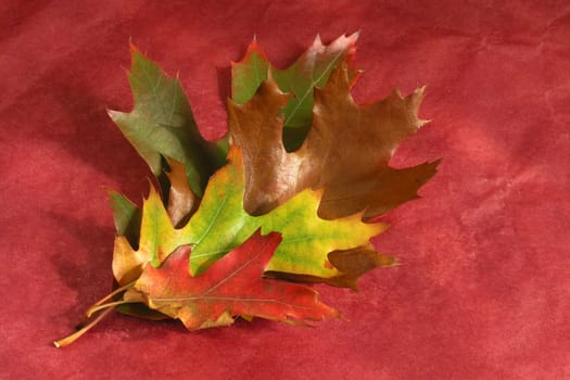 Autumn Cornucopia - colorful leaves on solid background