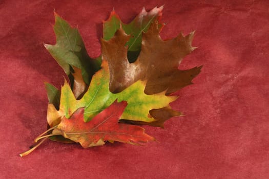 Autumn Cornucopia - colorful leaves on solid background