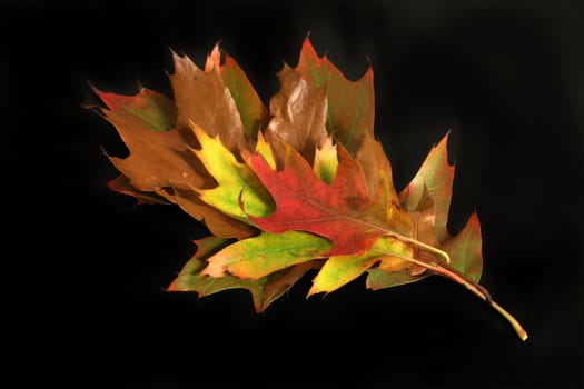 Autumn Cornucopia - colorful leaves on solid background