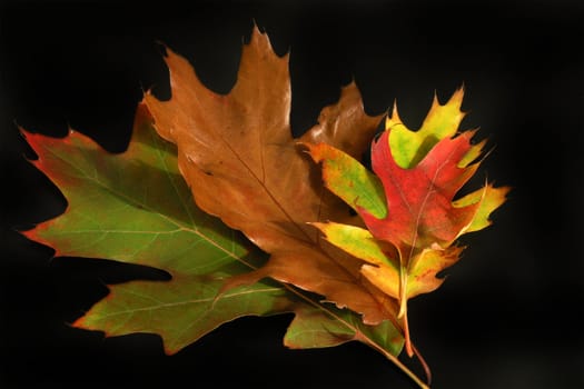 Autumn Cornucopia - colorful leaves on solid background