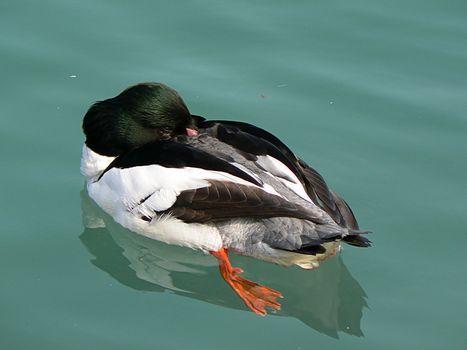 A duck which sleeps on the wateran