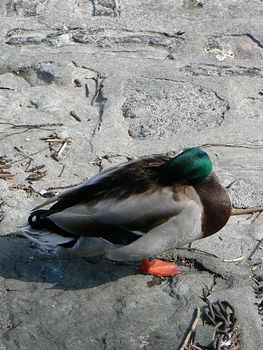 A duck which sleeps on some stone