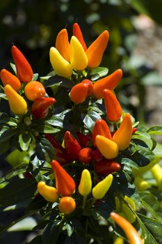 close-up shot of colorful small pepper plant