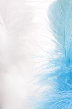 colorful feathers easter background