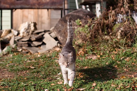 white tabby cat running to you 
