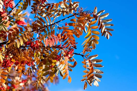 golden fall leaves, red ashberrys and blue sky 
