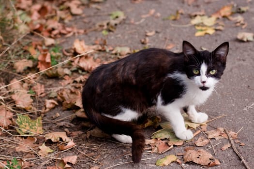 Spotty young cat sitting on the road
