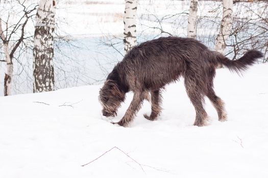 irish wolfhound on the snow field
