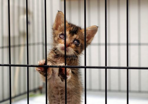 rescue cataract kitten in cage. be kind to all creatures.