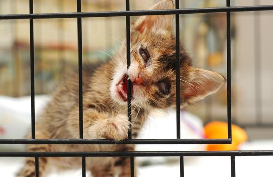 cataract blind rescue kitten in the cage