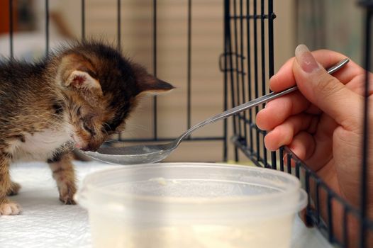 feeding kitten with milk in cage.