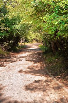 The road through the forest, a good place to foot the whole family.