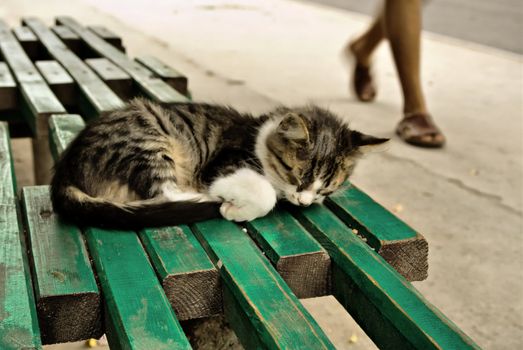 Defenceless kitten sleeps on the streets on a bench. A pass past the people and passing cars.