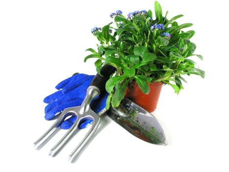 forget-me-not seedling in pot isolated on white background