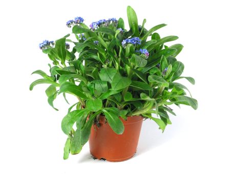 forget-me-not seedling in pot isolated on white background